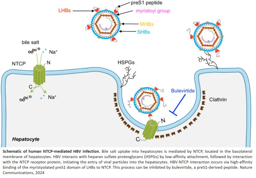 Mechanism of action of the hepatitis B and D virus cell entry inhibitor bulevirtide deciphered