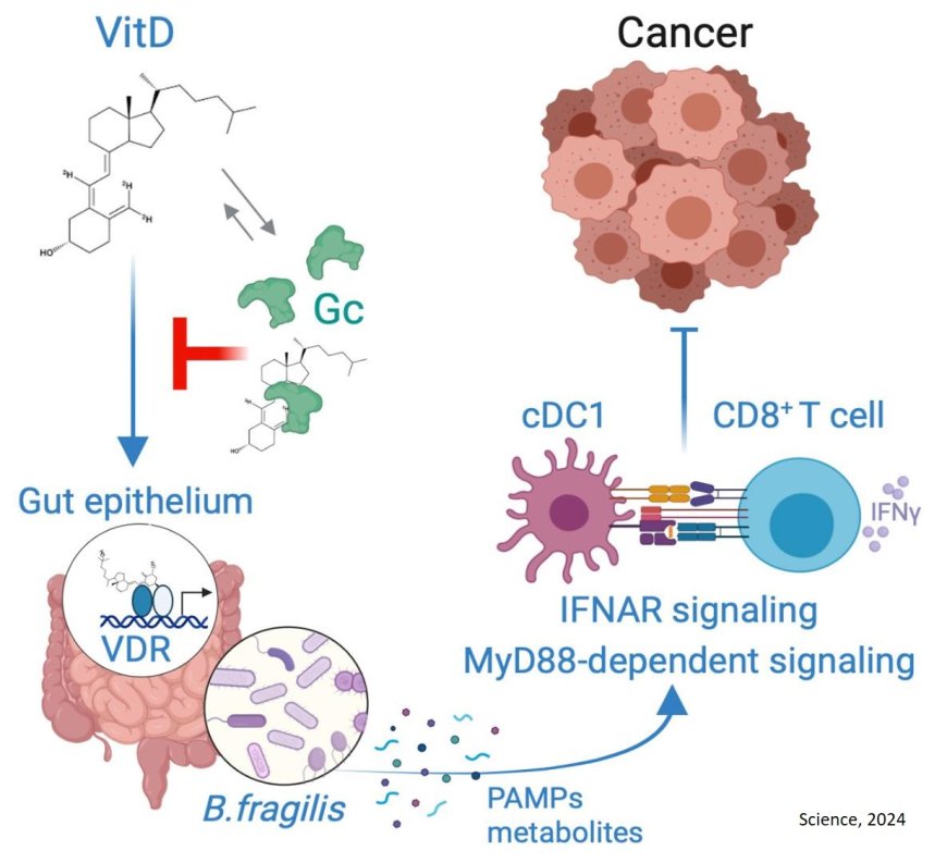 Vitamin D regulates microbiome-dependent cancer immunity