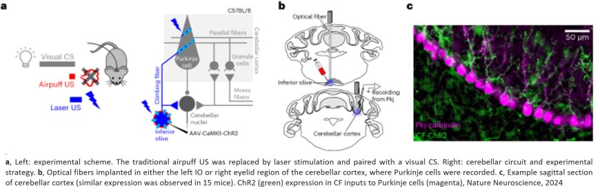 CLIMBING FIBRES AS TEACHING SIGNALS FOR ASSOCIATIVE CEREBELLAR LEARNING