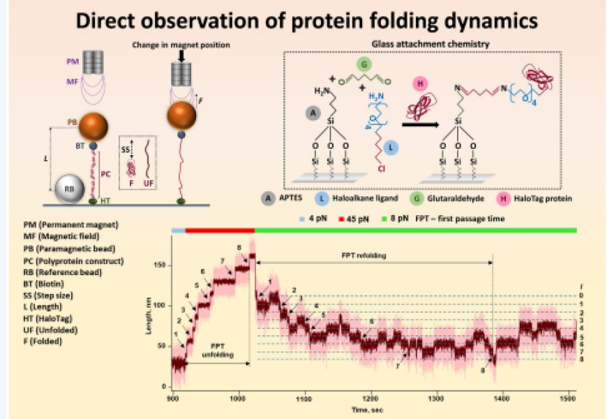 Single-molecule covalent magnetic tweezers