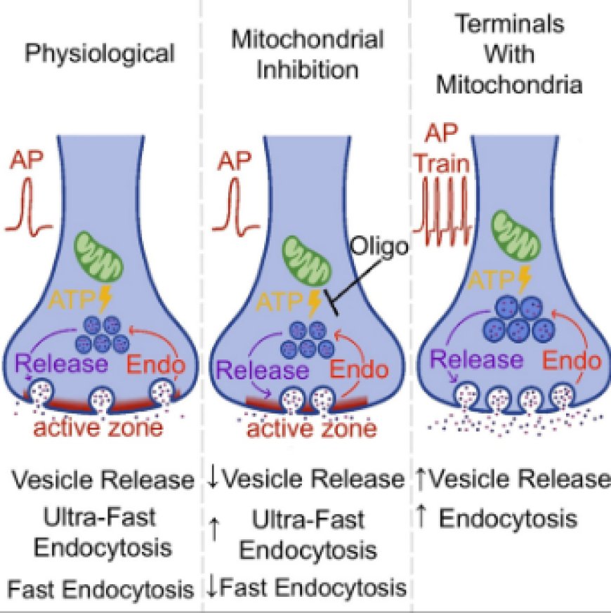 Metabolic regulation of single synaptic vesicle exo- and endocytosis in hippocampal synapses