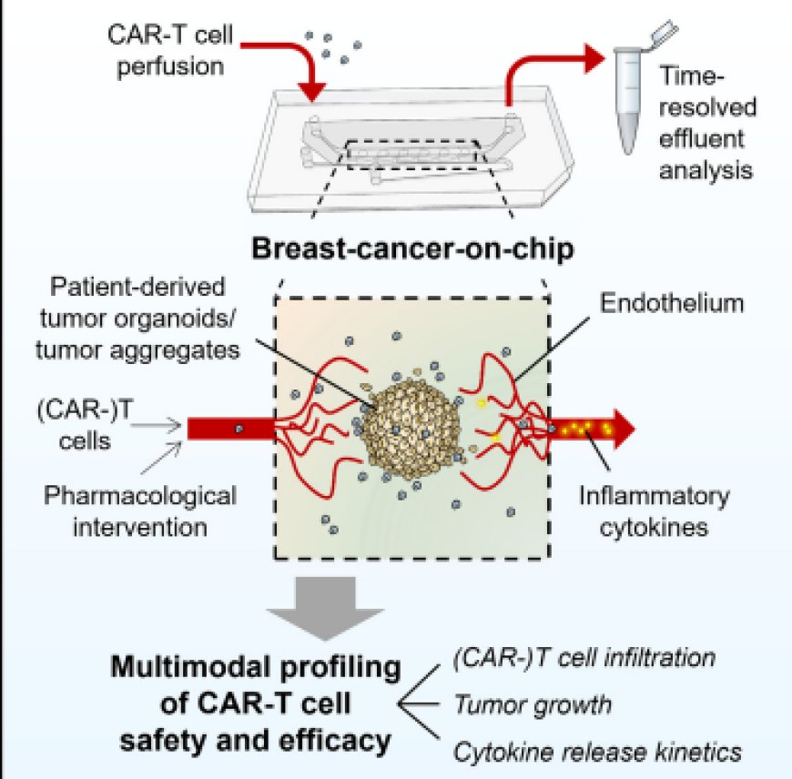 Breast cancer-on-chip for patient-specific efficacy and safety testing of CAR-T cells