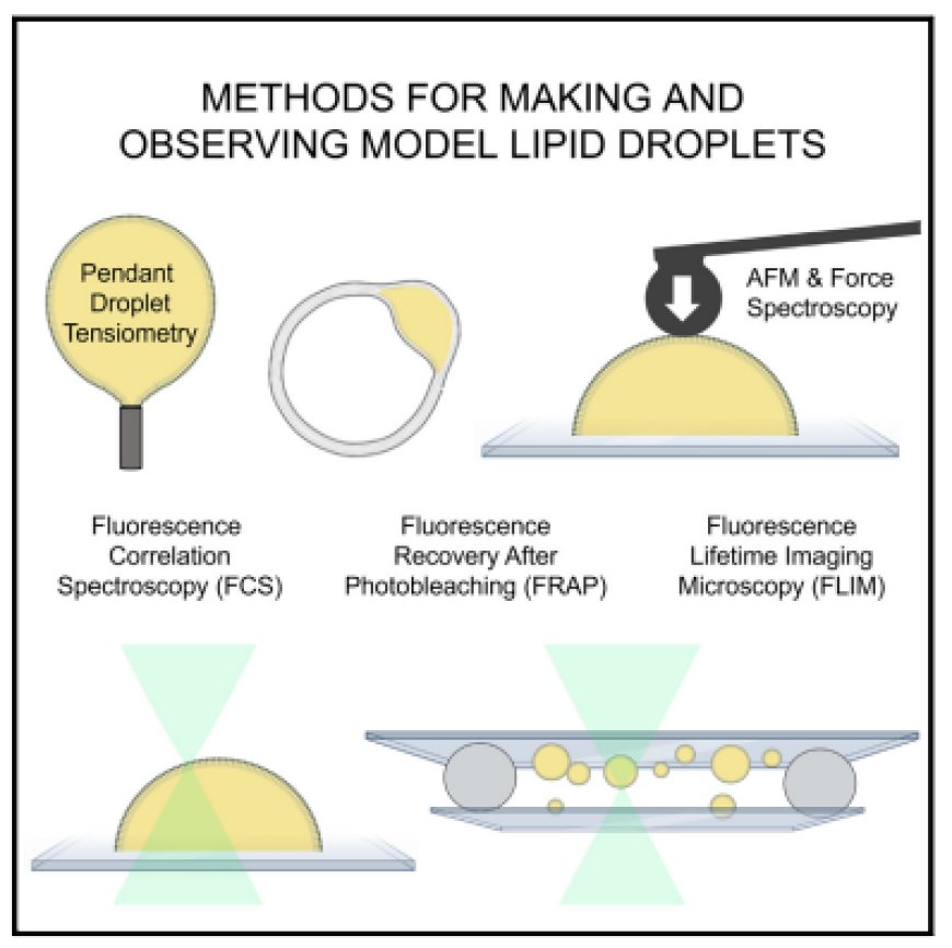 Methods for making and observing model lipid droplets