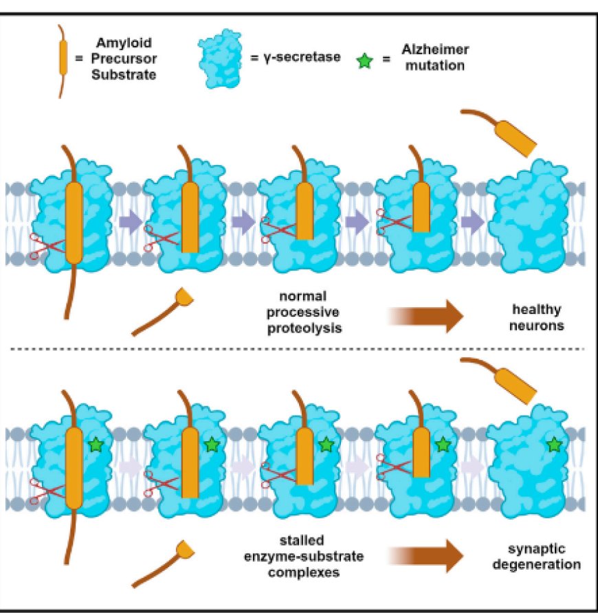 Familial Alzheimer mutations stabilize synaptotoxic g-secretase-substrate complexes