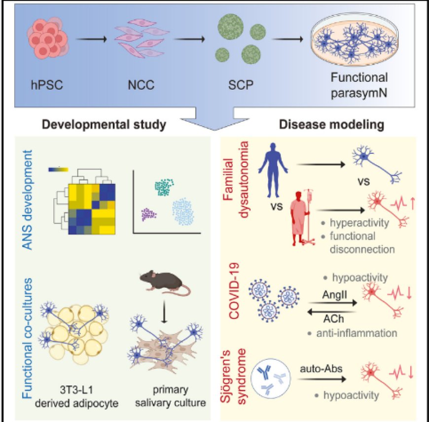 Parasympathetic neurons derived from human pluripotent stem cells model human diseases and development