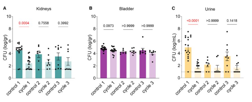 Variability in cell division among anatomical sites shapes Escherichia coli antibiotic survival in a urinary tract infection mouse model