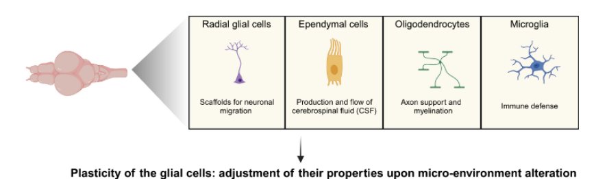 Glial plasticity in the zebrafish central nervous system