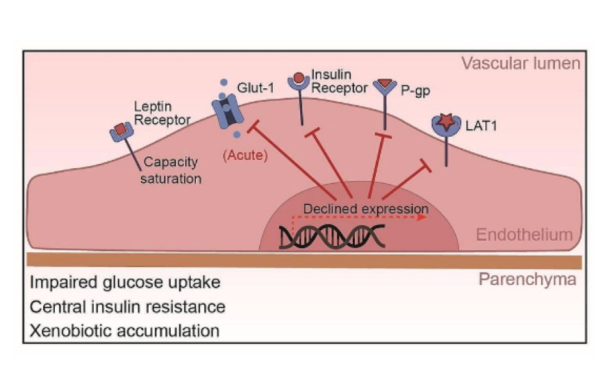 Obesity-induced blood-brain barrier dysfunction: phenotypes and mechanisms