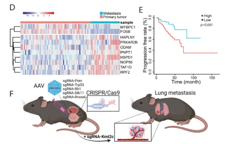 CRISPR/Cas9 model of prostate cancer identifies Kmt2c deficiency as a metastatic driver by Odam/Cabs1 gene cluster expression