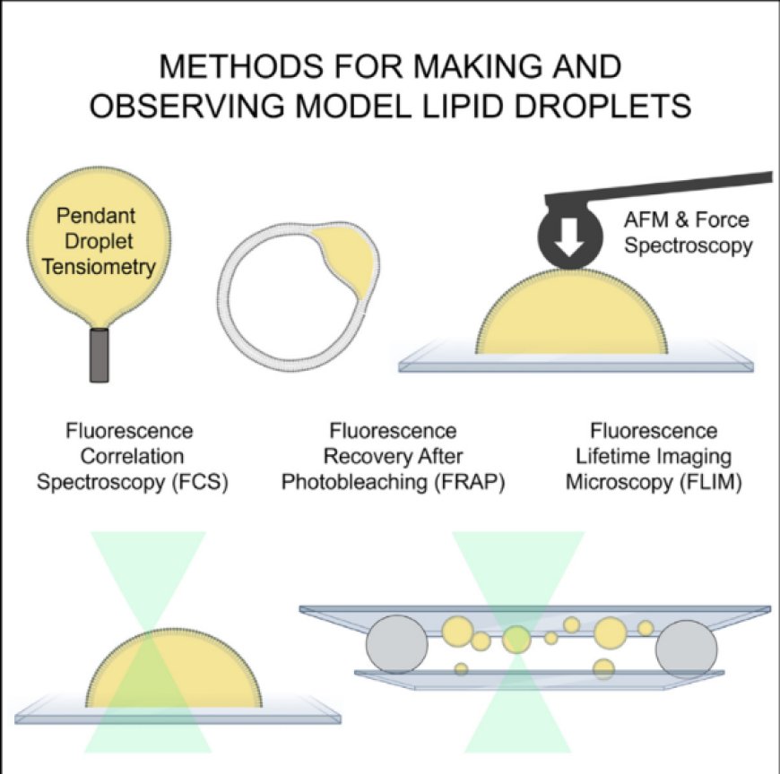 Methods for making and observing model lipid droplets