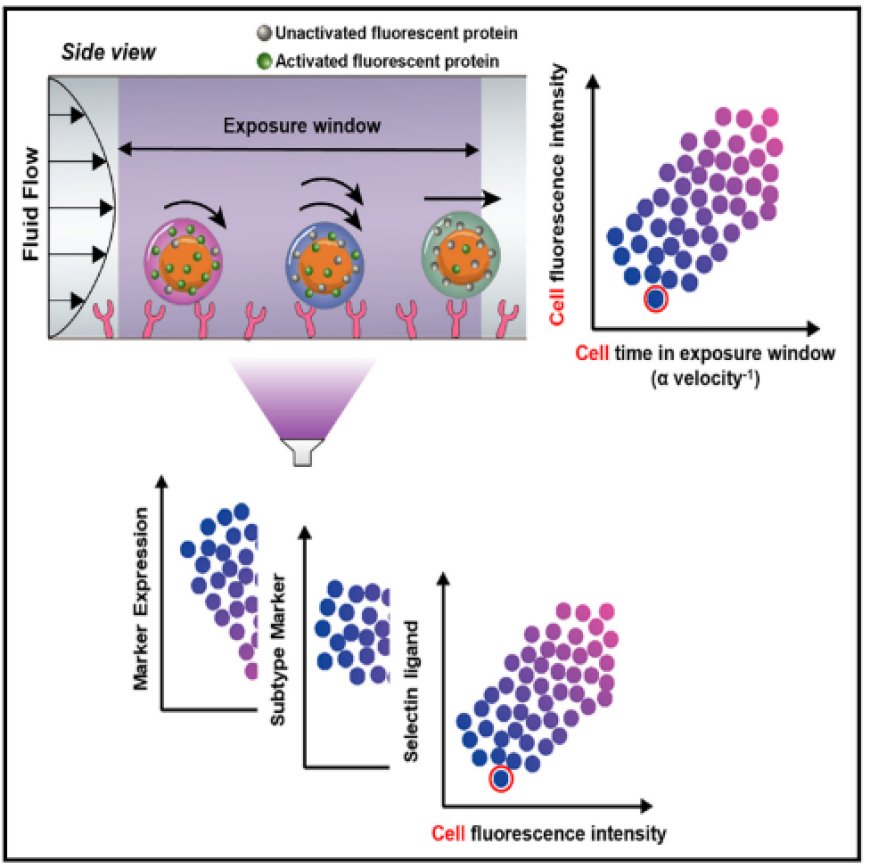 Single-cell adhesive profiling in an optofluidic device elucidates CD8+ T lymphocyte phenotypes in inflamed vasculature-like microenvironments