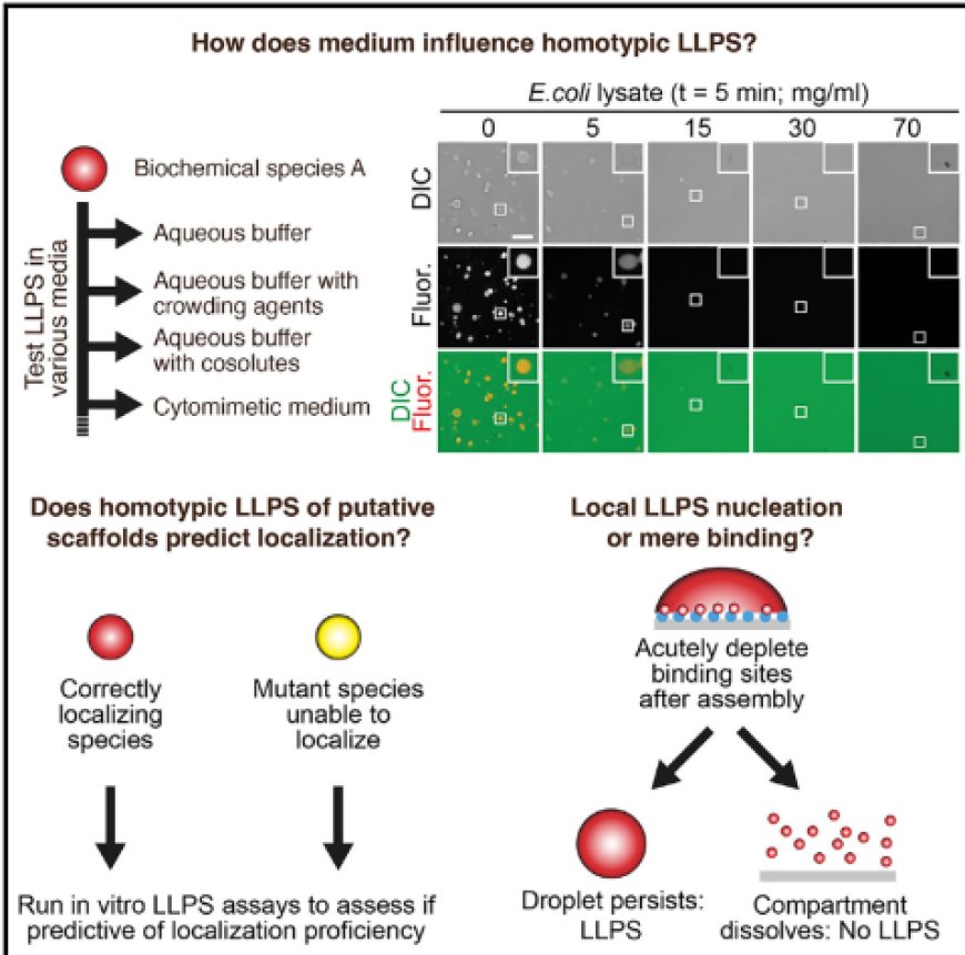 A validation strategy to assess the role of phase separation as a determinant of macromolecular localization