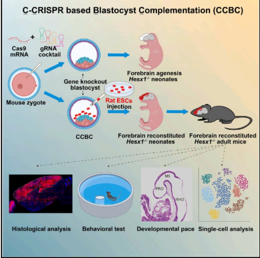 Generation of rat forebrain tissues in mice