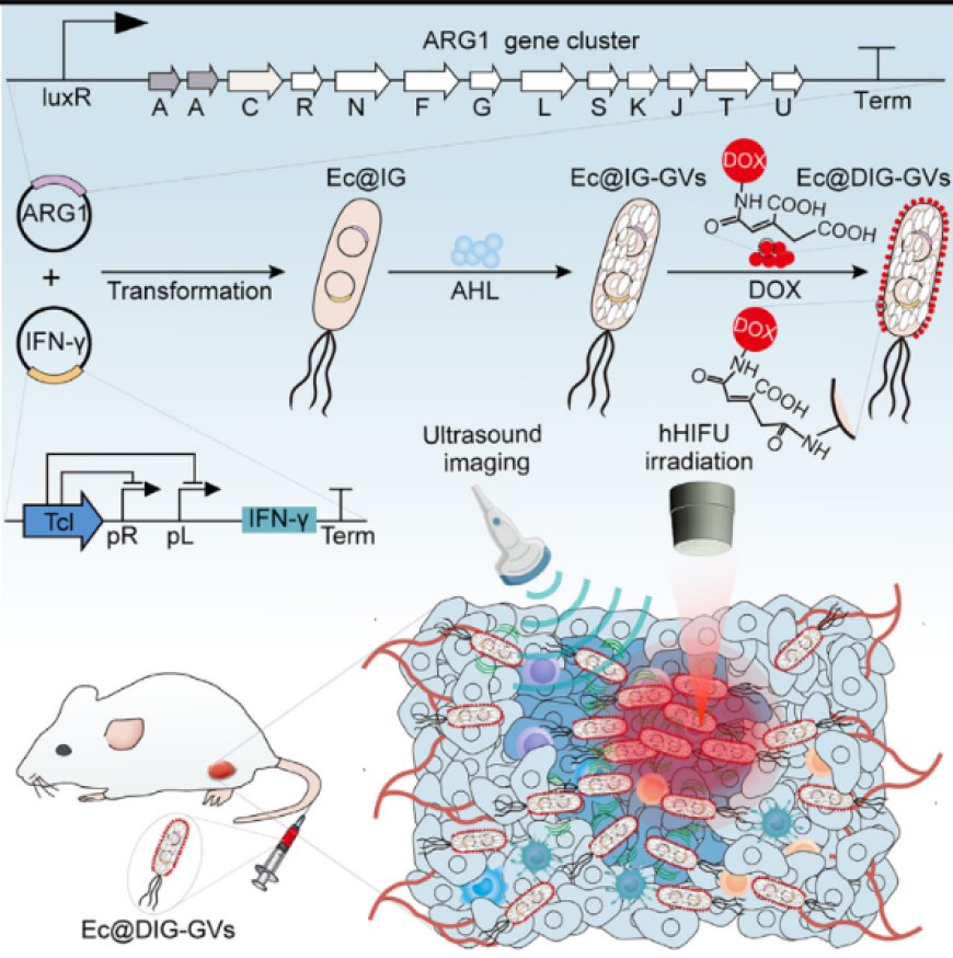 Ultrasound-visible engineered bacteria for tumor chemo-immunotherapy