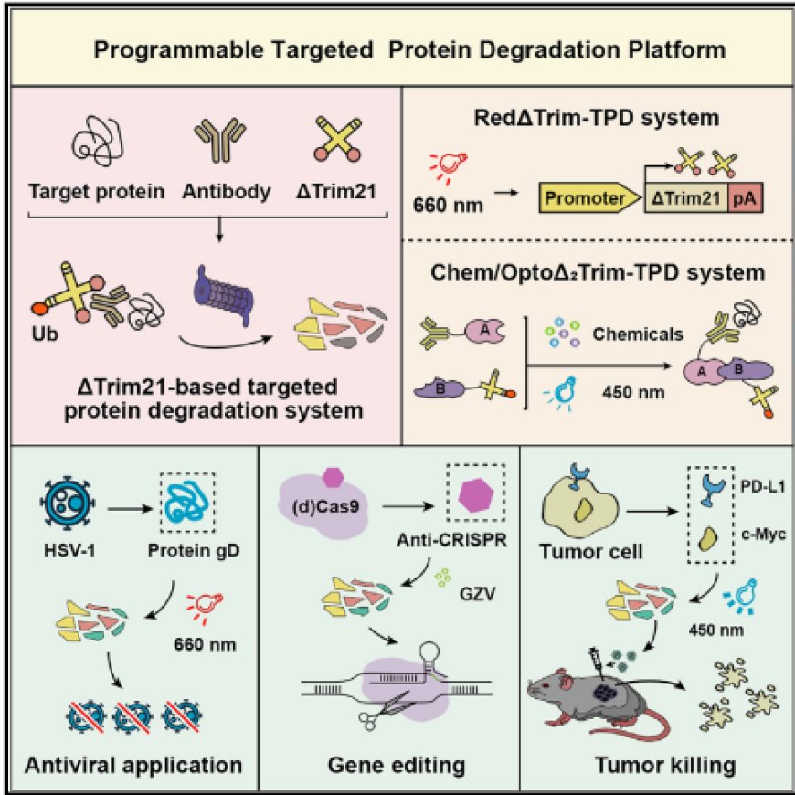 A programmable targeted protein-degradation platform for versatile applications in mammalian cells and mice