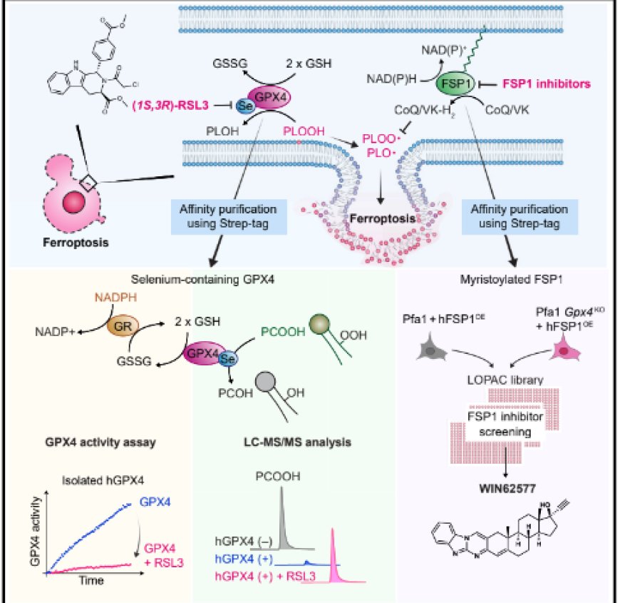 A tangible method to assess native ferroptosis suppressor activity