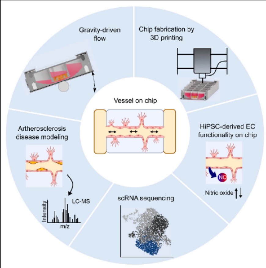 Stem cell-derived vessels-on-chip for cardiovascular disease modeling