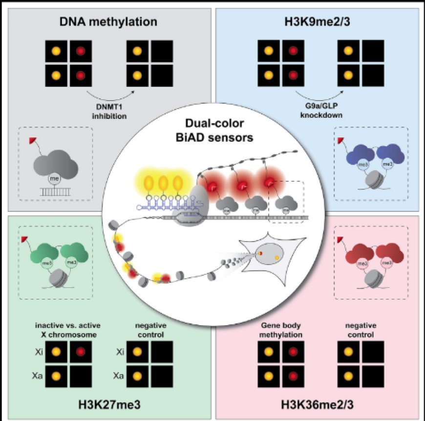 Modular dual-color BiAD sensors for locus-specific readout of epigenome modifications in single cells