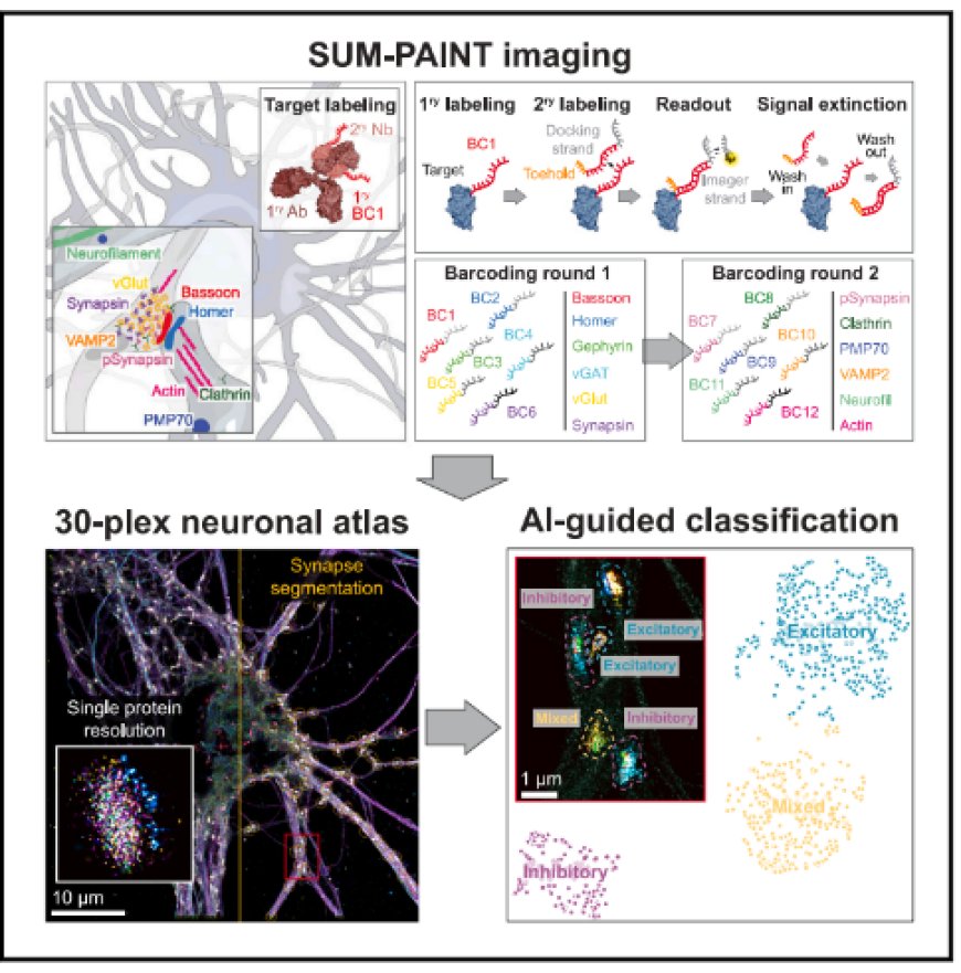 Spatial proteomics in neurons at single-protein resolution