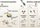 A chemical biology/modular antibody platform for ADP-ribosylation signaling