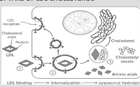 CHOLESTEROL SYNTHESIS- STEPS AND REGULATION
