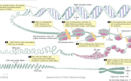 Histone Modification