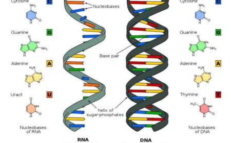 RNA structure and functions