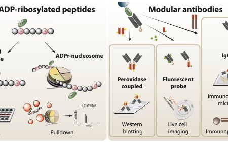 A chemical biology/modular antibody platform for ADP-ribosylation signaling