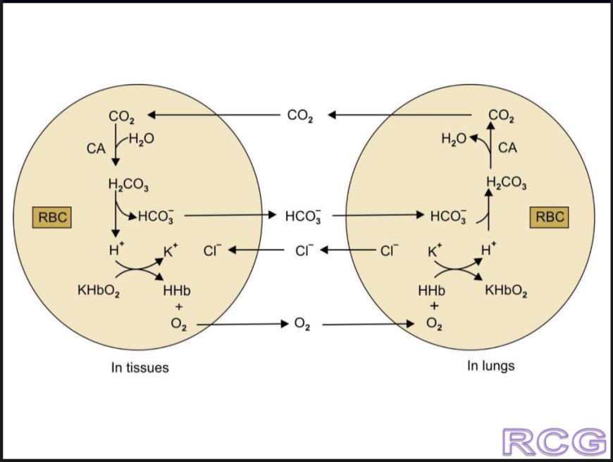 Acid-base Balance -Regulation of pH of body fluids