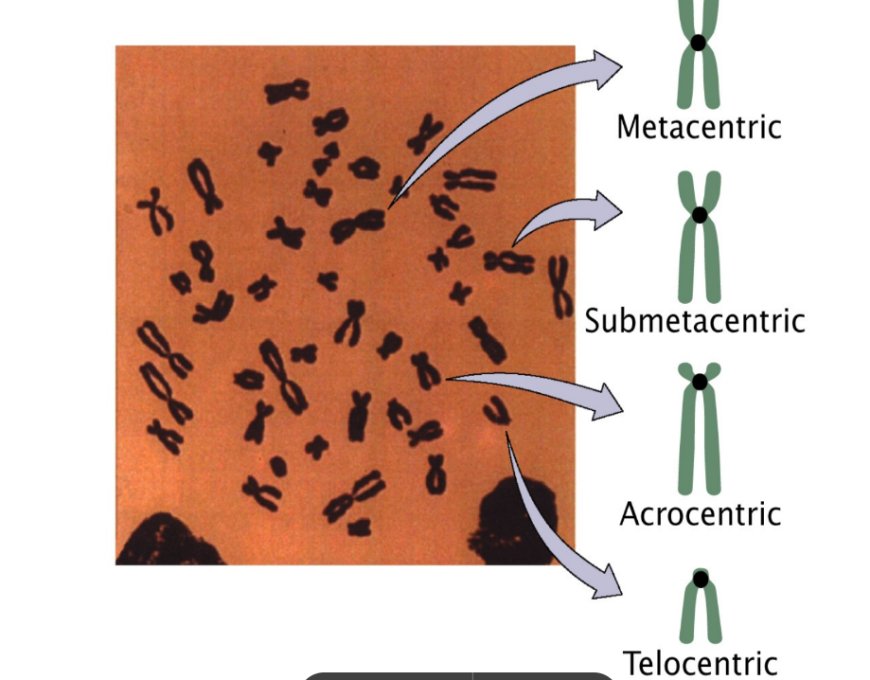 Chromosomes