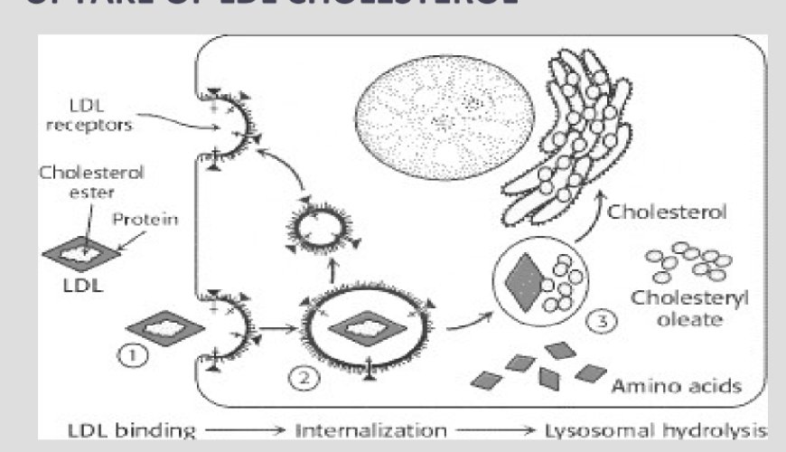 CHOLESTEROL SYNTHESIS- STEPS AND REGULATION