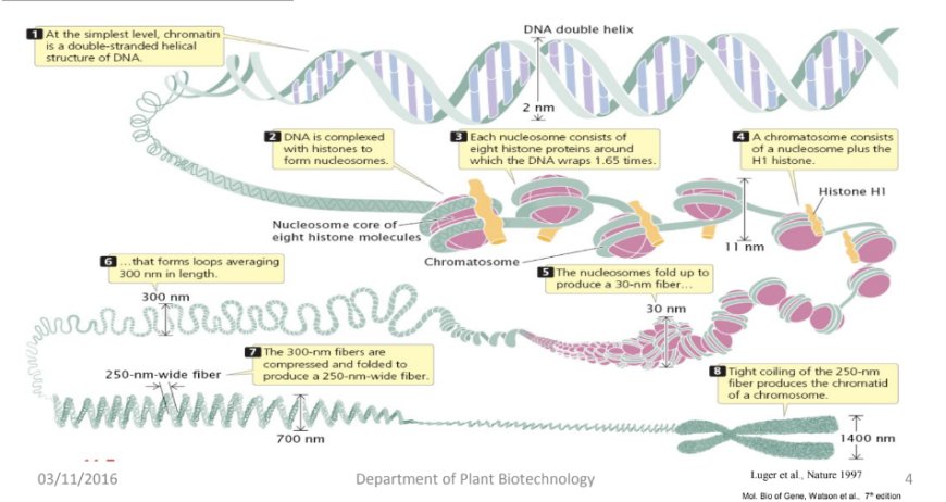 Histone Modification