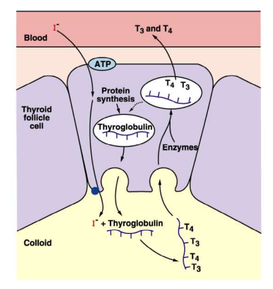 THYROID  HORMONES