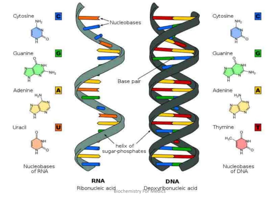 RNA structure and functions