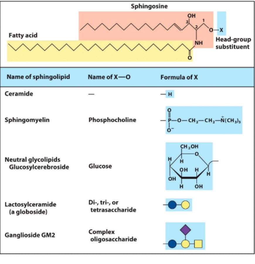 Lipids