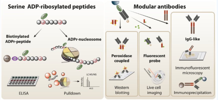 A chemical biology/modular antibody platform for ADP-ribosylation signaling