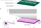 Axon-mimicking materials for signal transmission