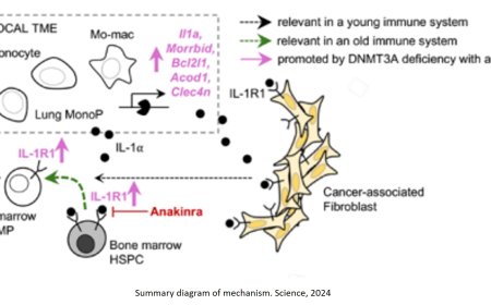 How aging immune system fuels cancer growth