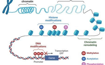 Epigenetic regulation of hematopoietic stem cell fate