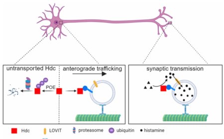 Histamine synthesis and transport to axon terminals and neurotransmission
