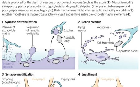 Defining microglial-synapse interactions