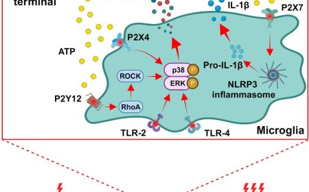 Neuroimmune interactions in migraine headache