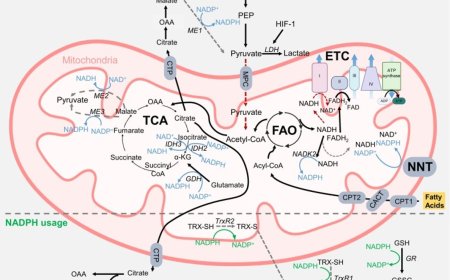 NADPH-dependent metabolism in hematopoietic stem cells