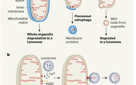 Self-repairing mitochondria use novel recycling system