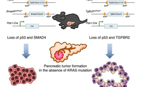 Loss of p53 and SMAD4 induces adenosquamous subtype pancreatic cancer in the absence of an oncogenic KRAS mutation
