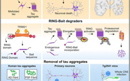 Degrading pathogenic tau by co-opting templated aggregation