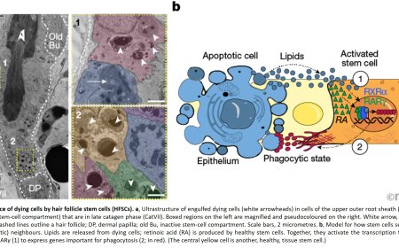 Stem cells tightly regulate dead cell clearance to maintain tissue fitness