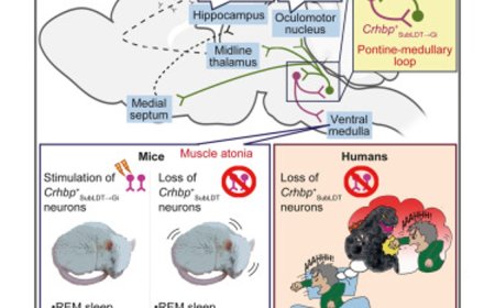 A pontine-medullary loop crucial for REM sleep and its deficit in Parkinson’s disease