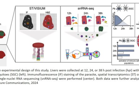 Host-pathogen interactions in the Plasmodium-infected mouse liver at spatial and single-cell resolution