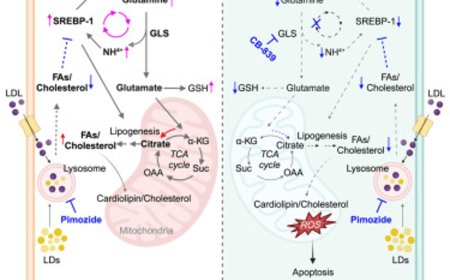 Suppressing glioblastoma!